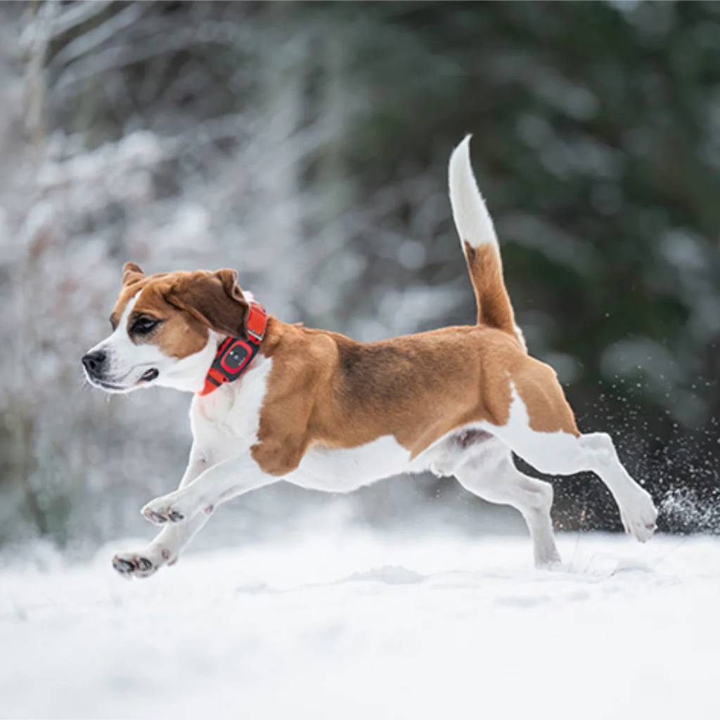 Minifinder Rex Hundpejl på hund 2