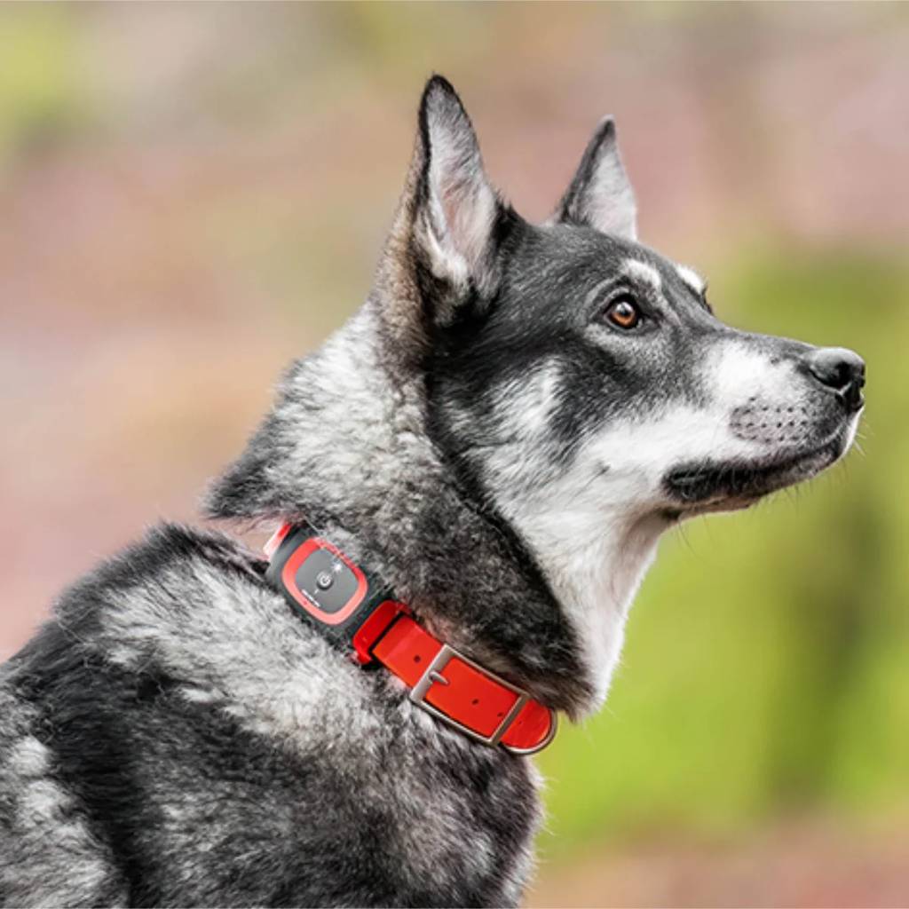 Minifinder Rex Hundpejl på hund
