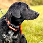 Tracker Artemis på fågelhund