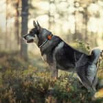 Tracker Bark på älghund