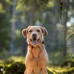 Tracker Bark på labbe
