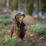 Tracker Bark på tax