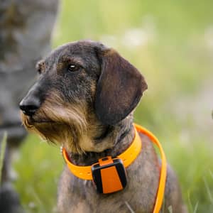 Tracker Bark på tax nära