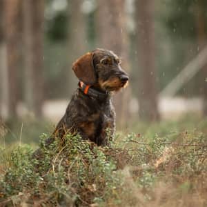 Tracker Luna på tax