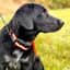 Tracker Artemis på fågelhund