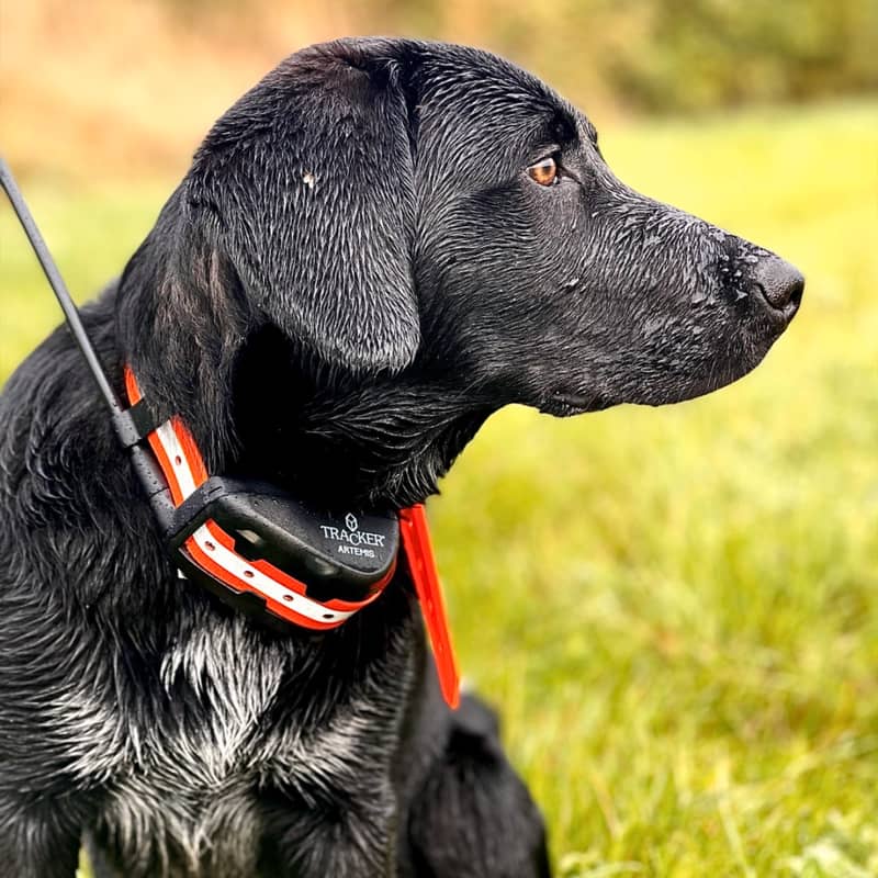 Tracker Artemis på fågelhund