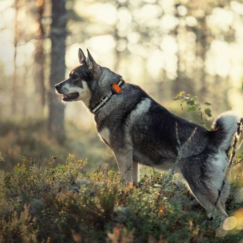 Tracker Bark på älghund