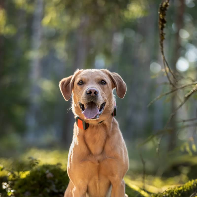 Tracker Bark på labbe