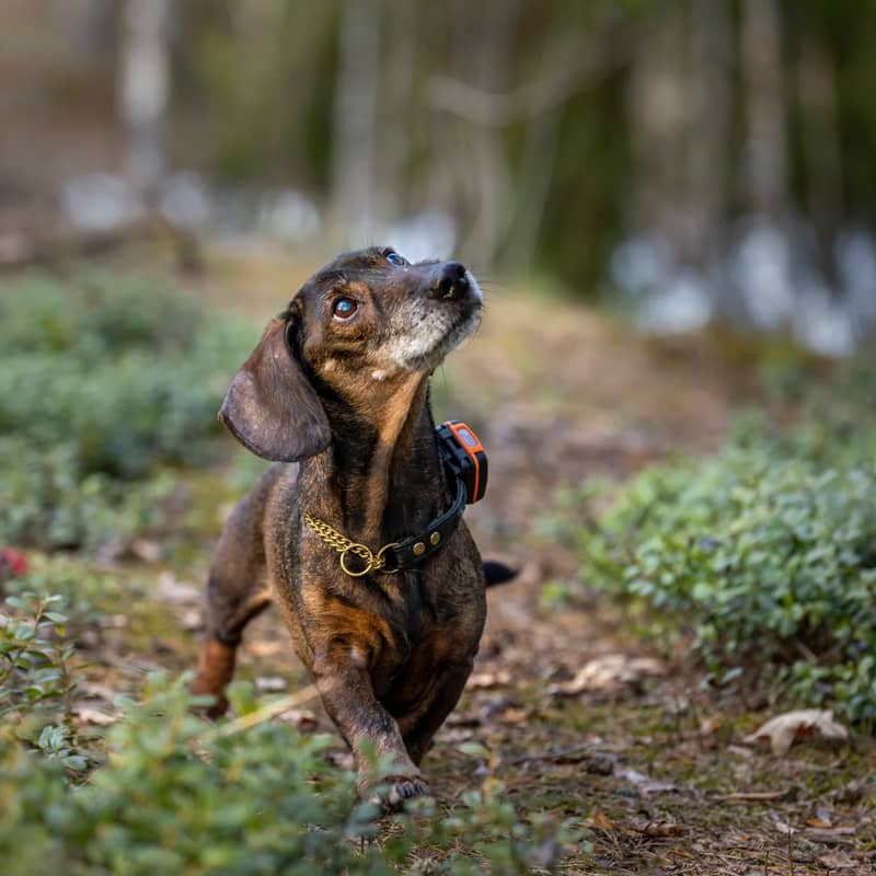 Tracker Bark på tax