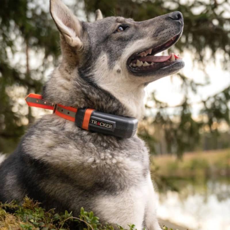 Tracker Luna på älghund