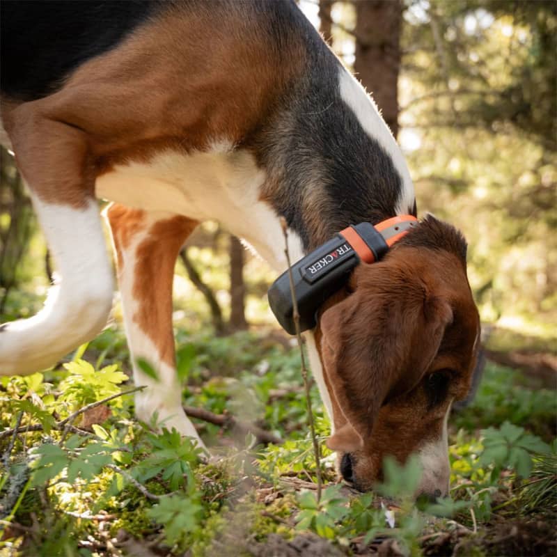 Tracker Luna på stövare