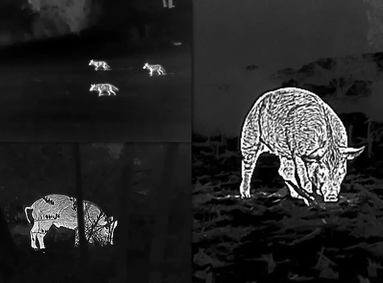 Termisk bild av vildsvin Termisk bild med vildsvin observerade i mörker genom Vortex Veil 400 termisk monokikare