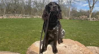 hund kategori